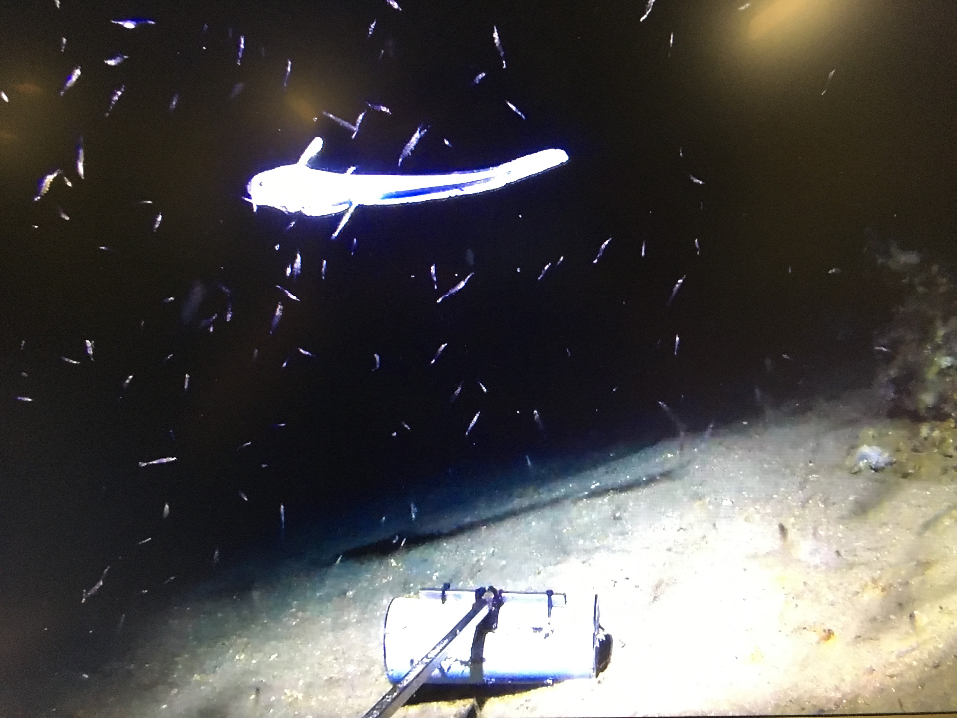 2First fish recorded with our low cost stereo camera system at 500m north of Pico Island Azores T Morato