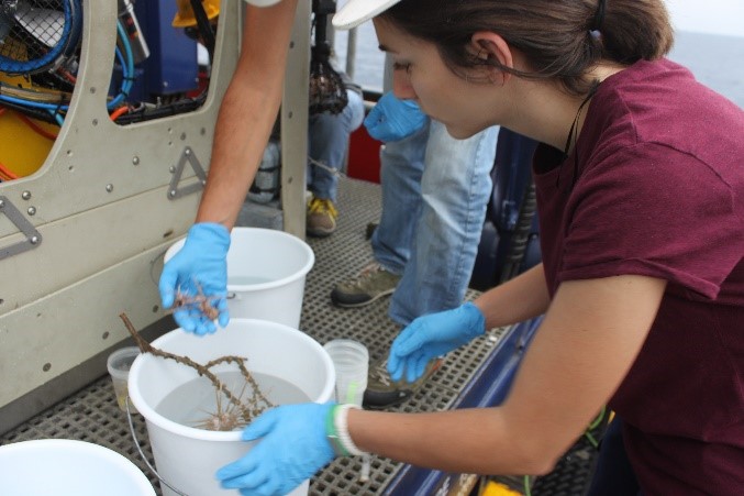 Cristina on research vessel Sarmiento de Gamboa (Credit: MEDWAVES cruise)