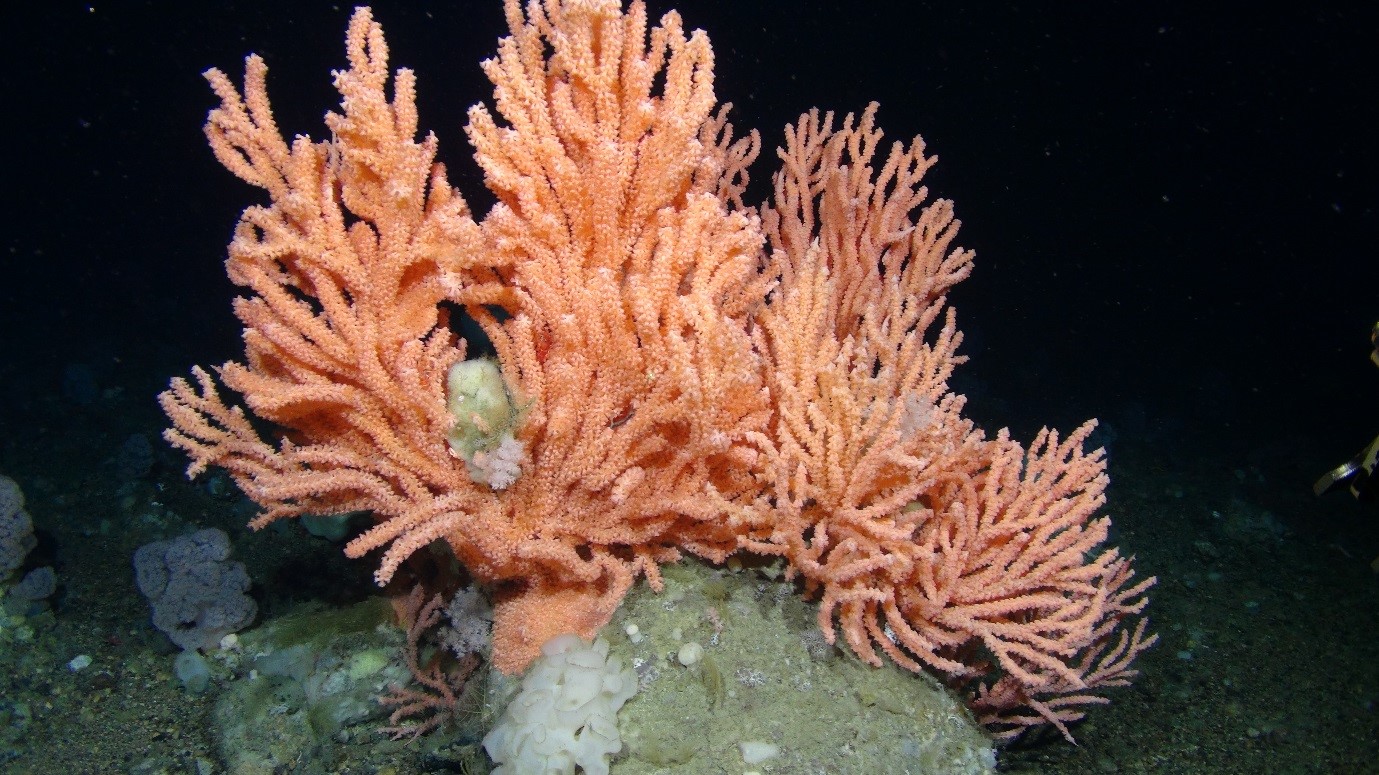 Red Tree Coral Primnoa resedaeformis c ArcticNet 2016