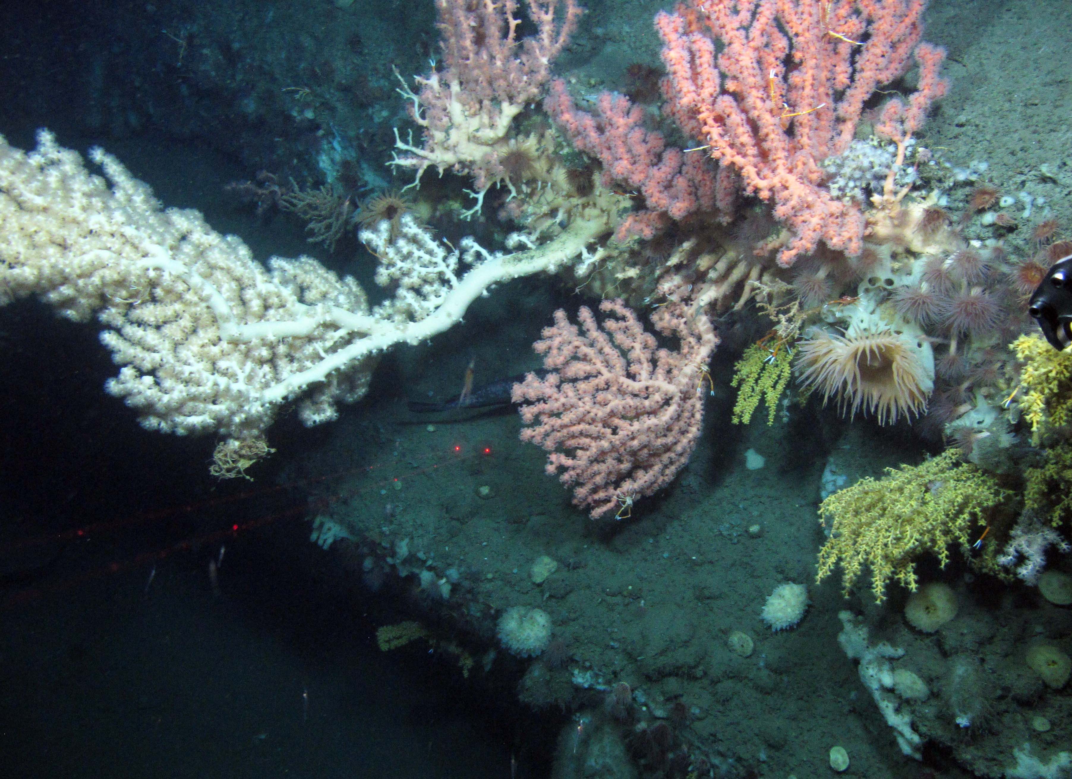 Bubblegum coral (Paragorgia arborea) with a few squat lobsters (Eumunida picta). Baltimore Canyon 2012 © Steve Ross