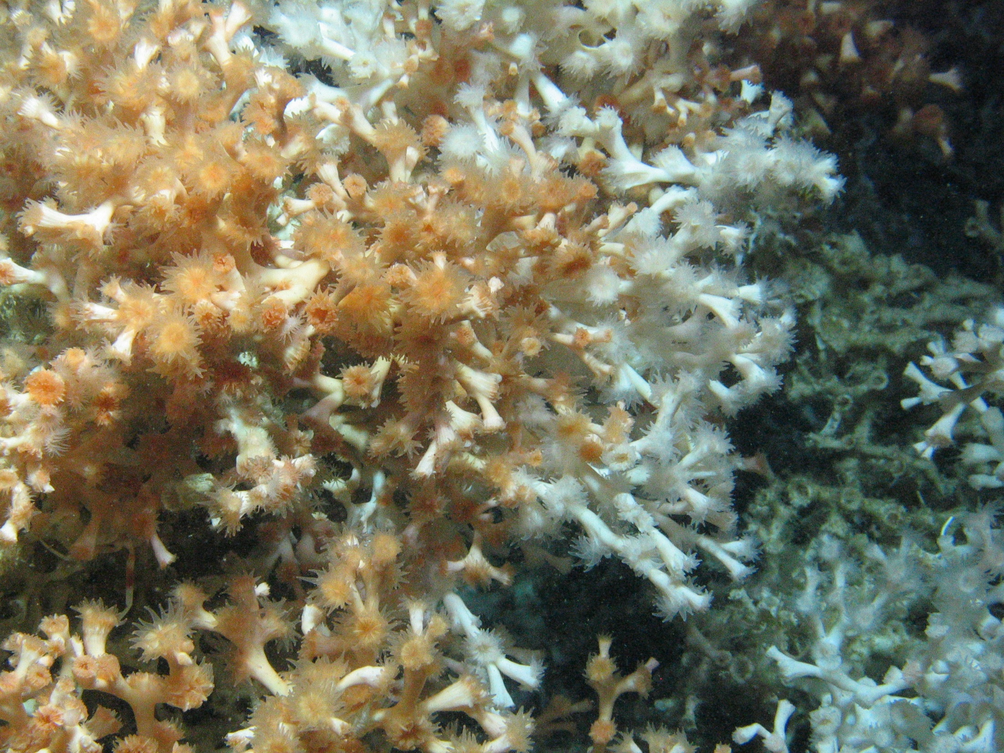 Threats to Coral Reefs